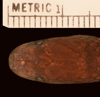 Media type: image;   Herpetology R-173870